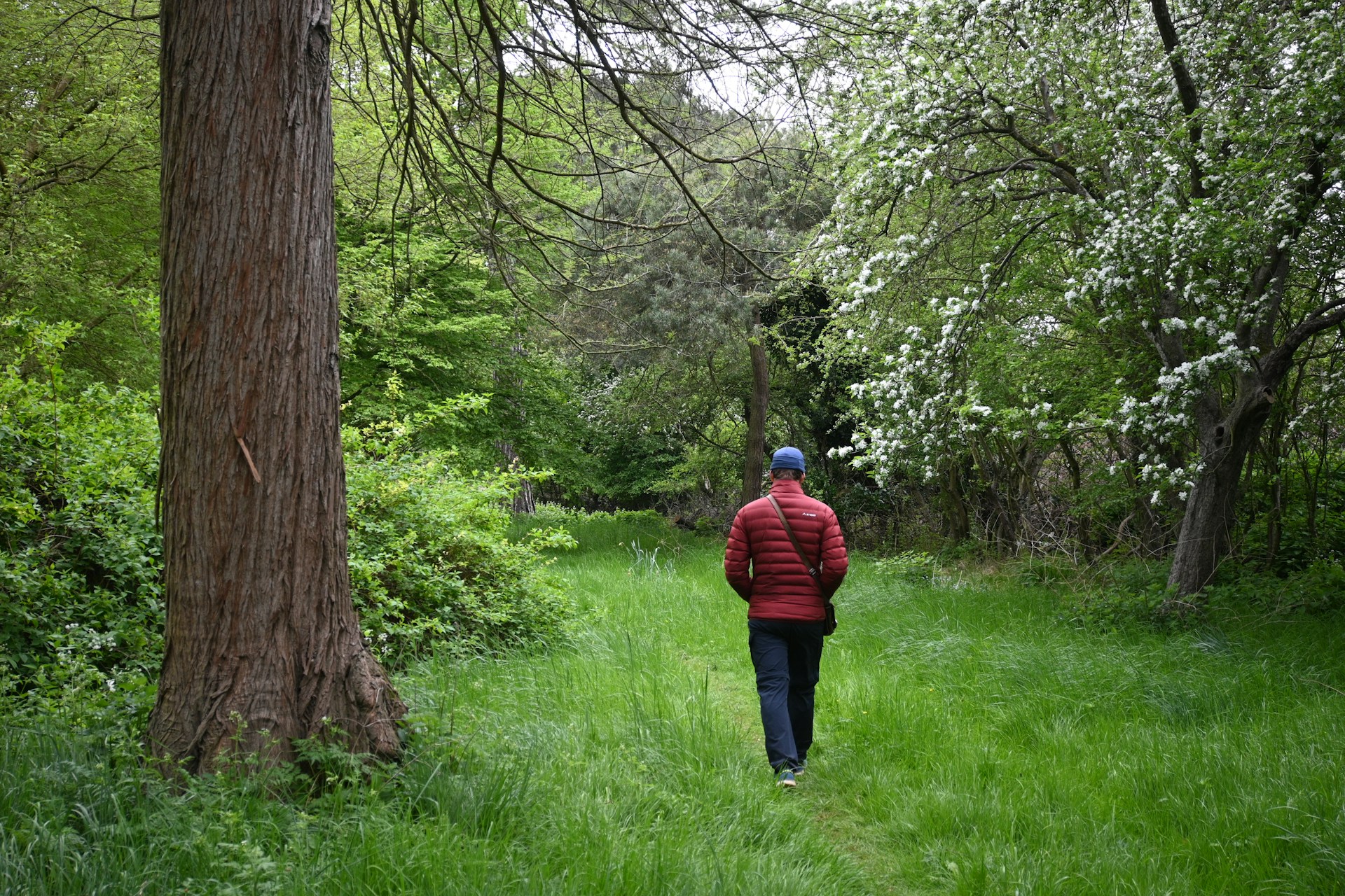 Nature and mental health benefits from forest walks